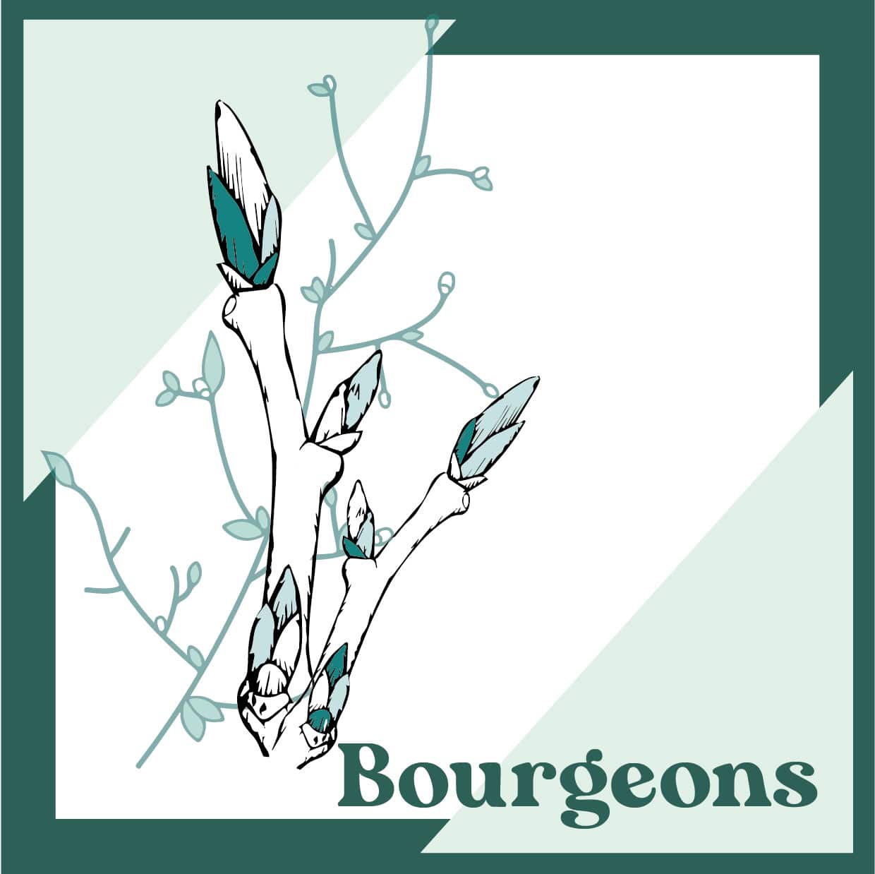 bourgeons formation naturopathie