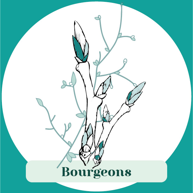 18 bourgeons-01